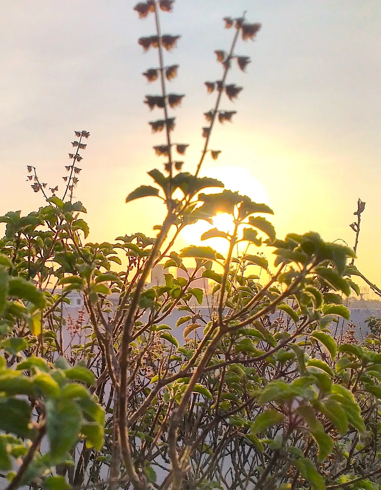 The Herb with its Own Day of Celebration!