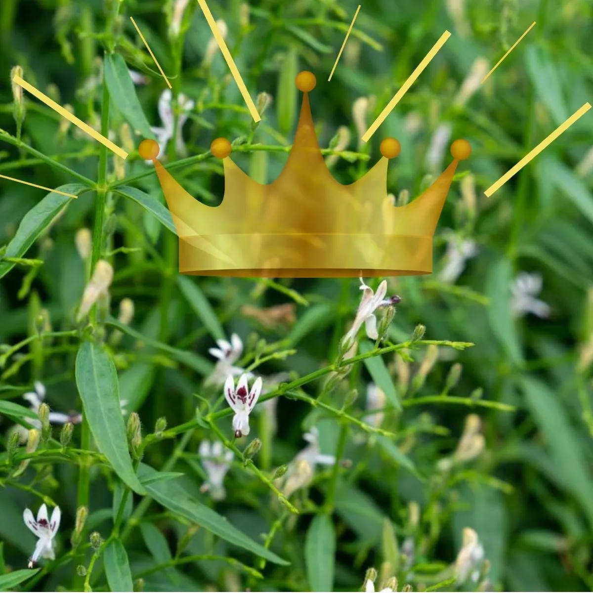 The King of Bitters