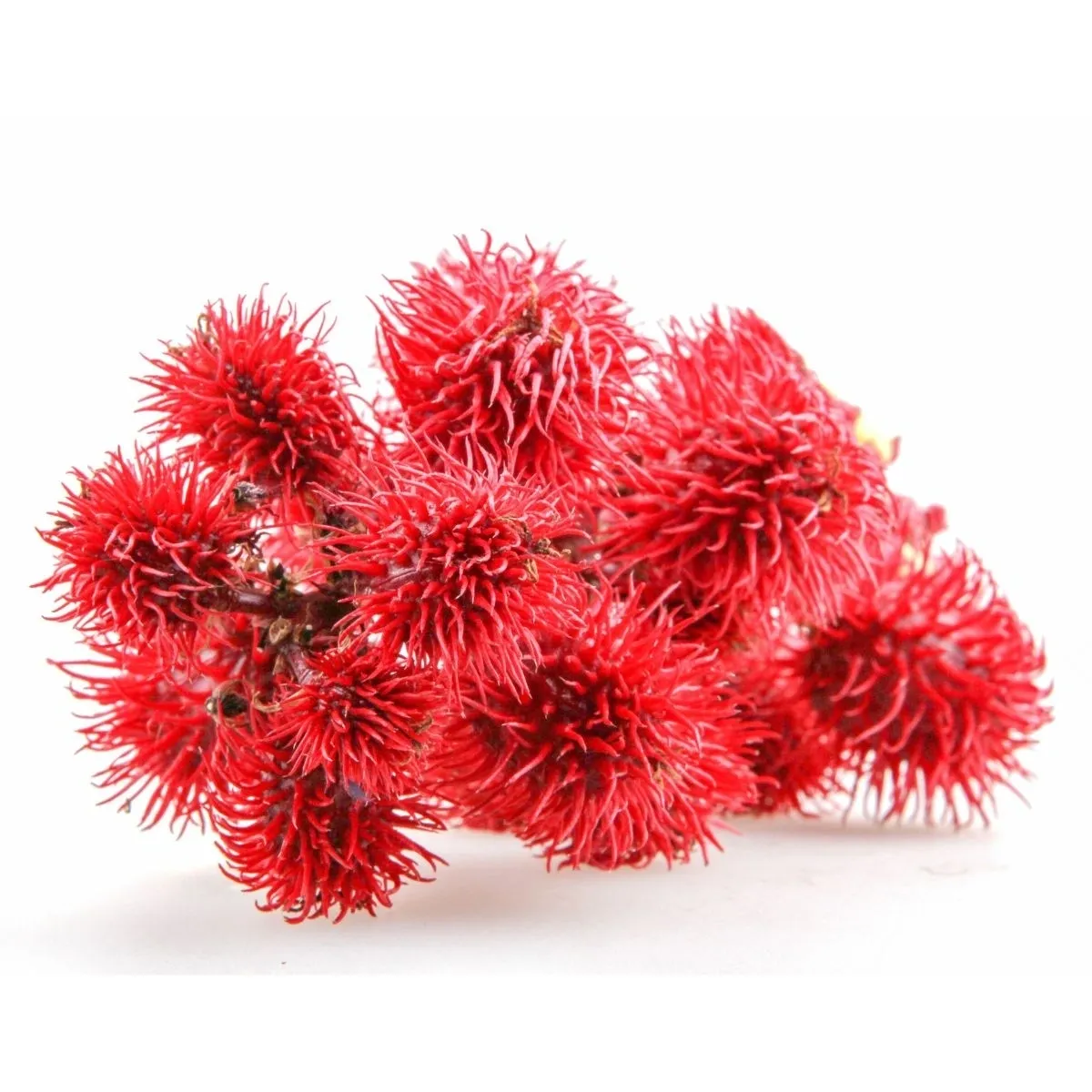 The Most Poisonous - Yet Useful - Plant in the World?
