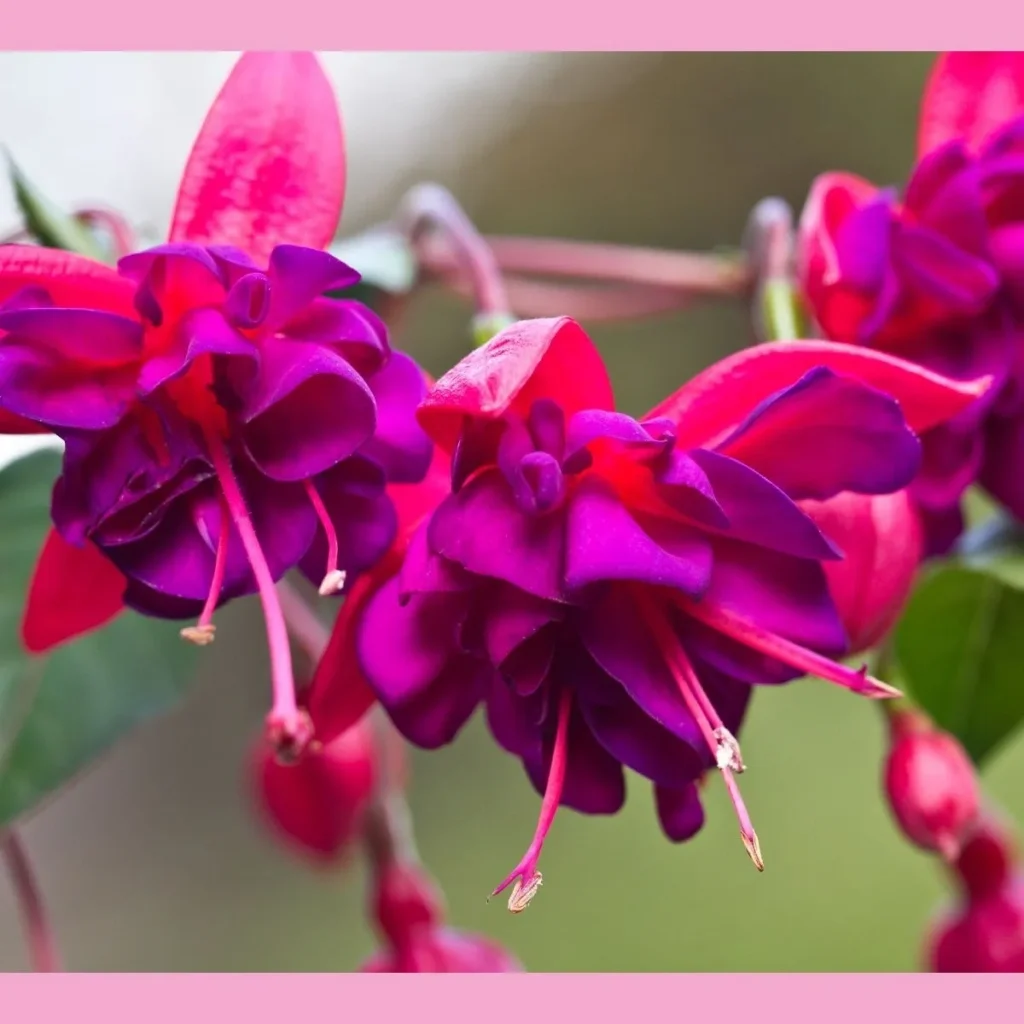 The Nutraceutical Flower?