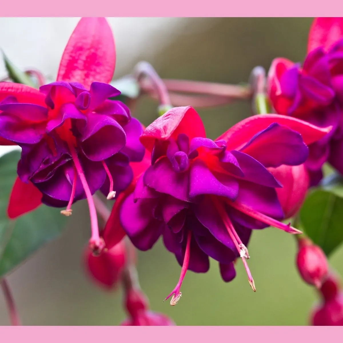 The Nutraceutical Flower?