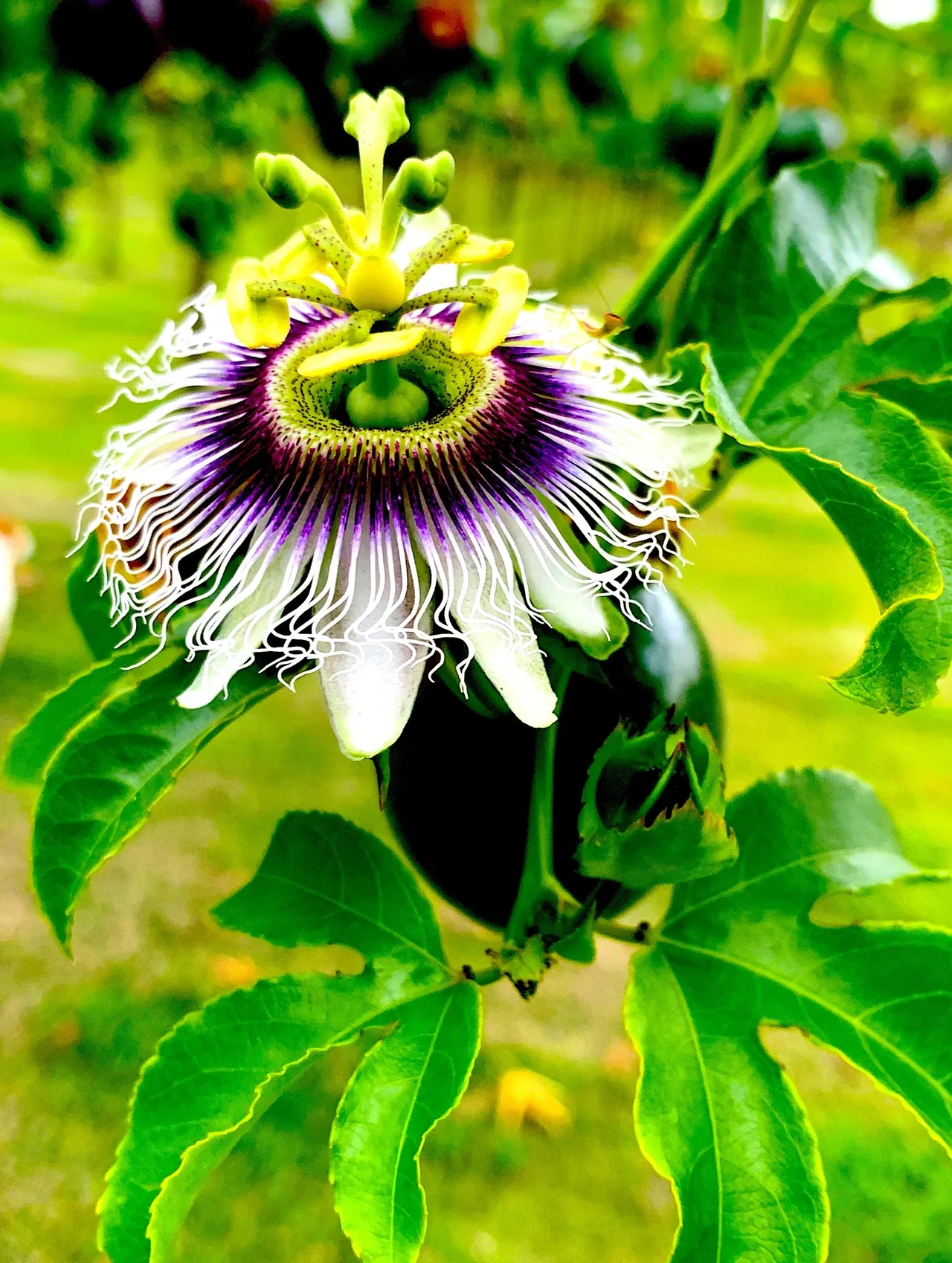 The Passionfruit Paradox