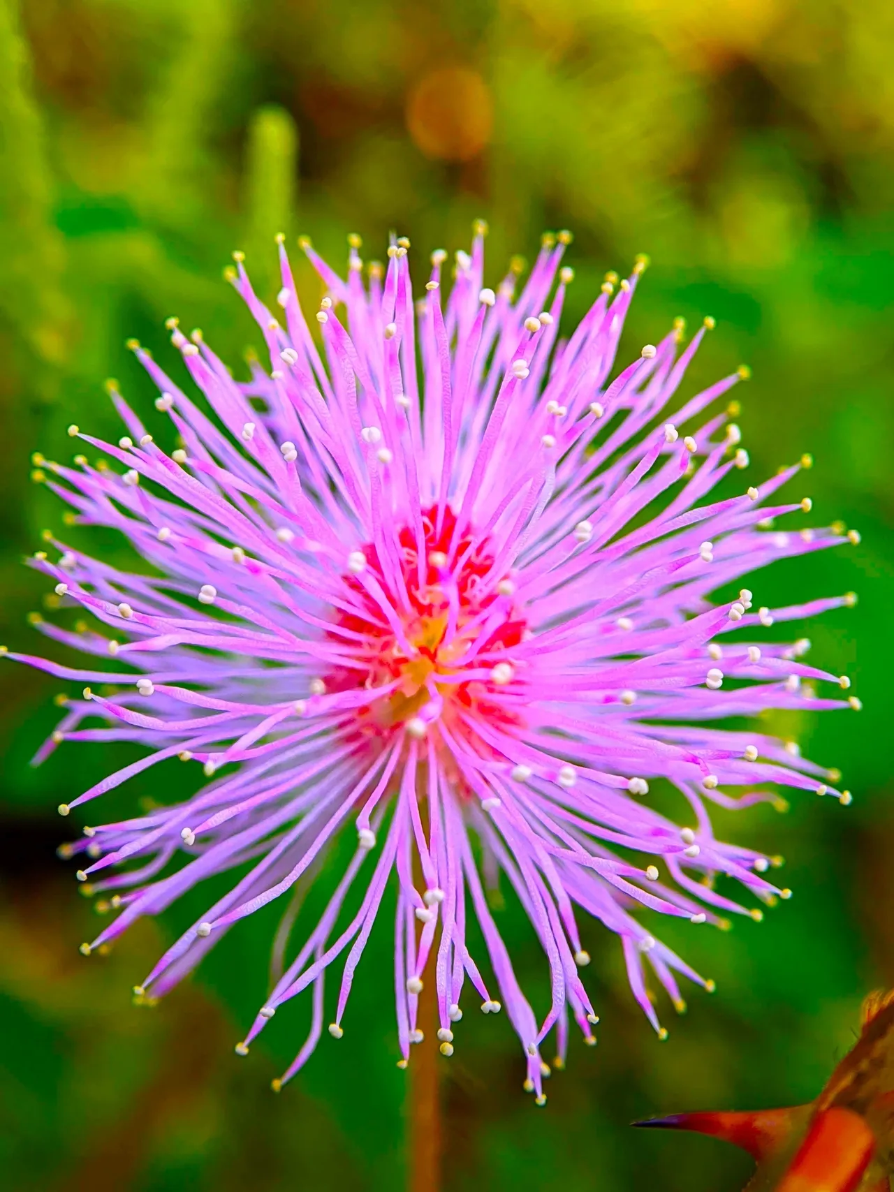 The Plant That Taught Us Plants Can Learn