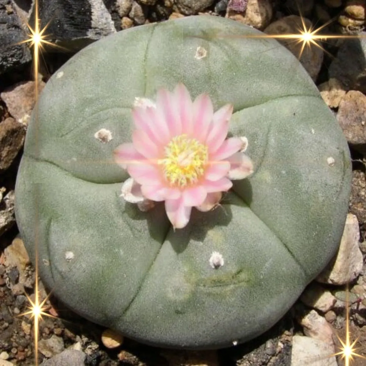 The Spineless Cactus with a Powerful Effect