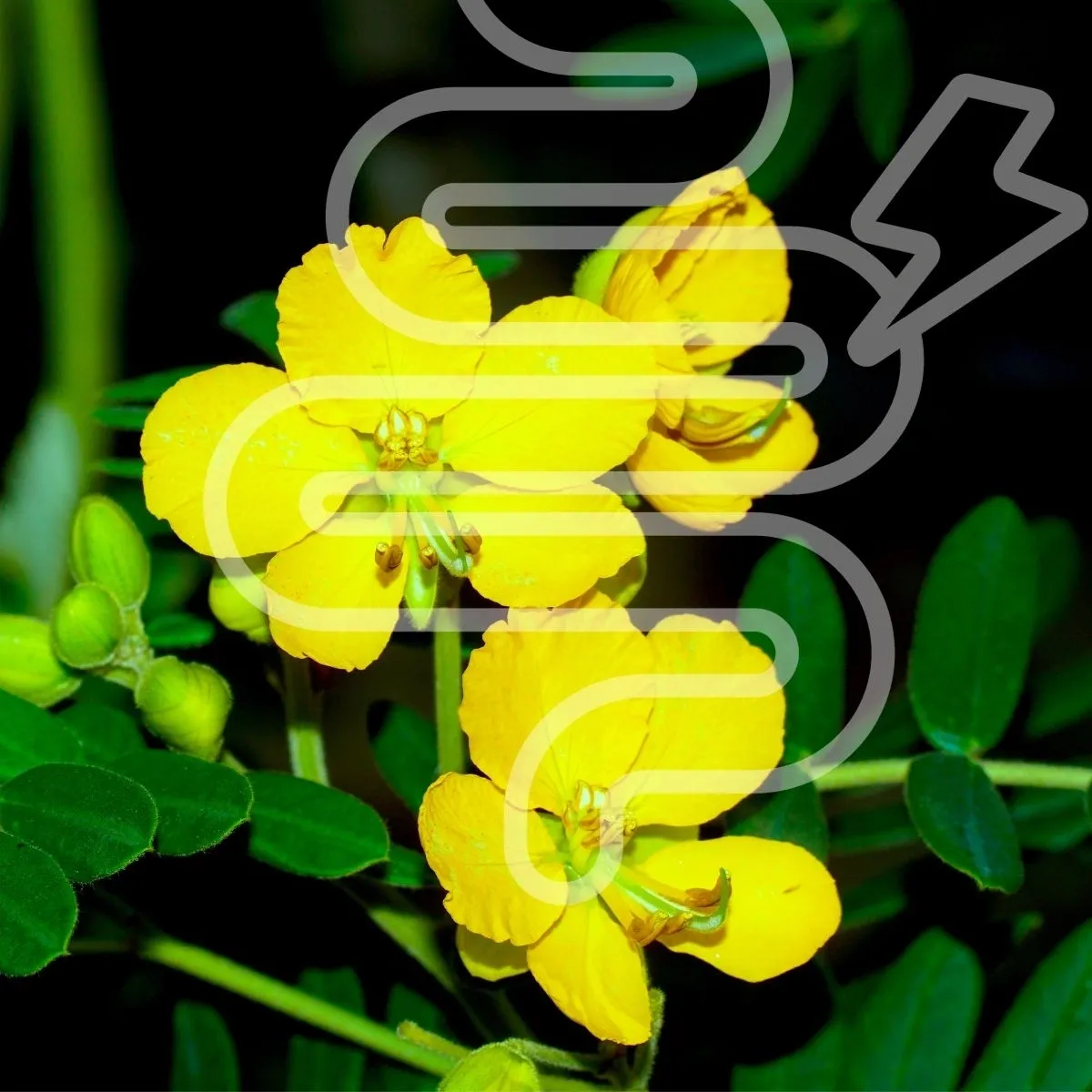 The Thunderbolt Botanical