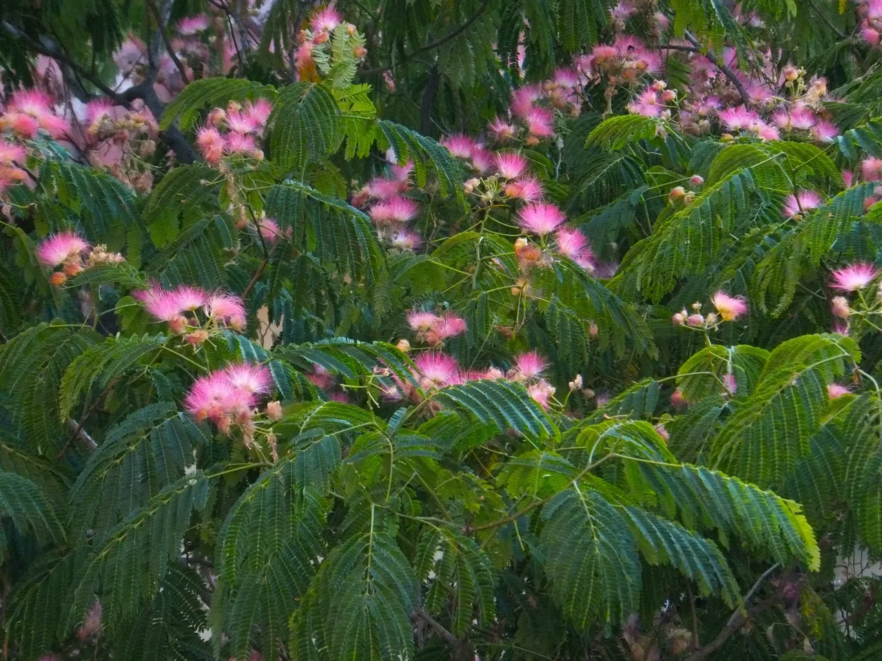 The Tree of Happiness!
