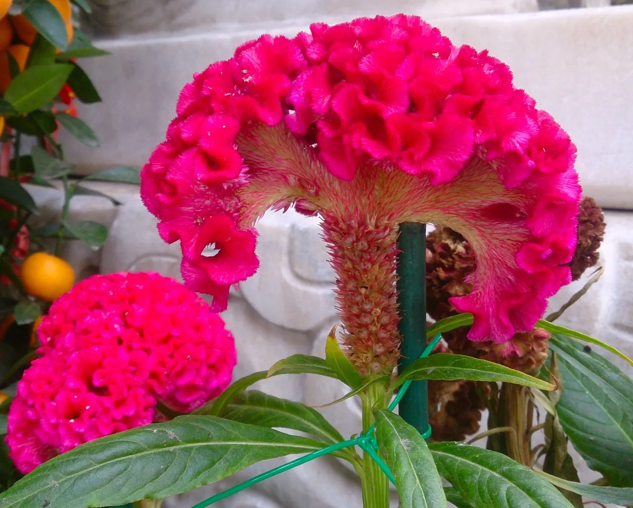 The World’s Prettiest Vegetable?