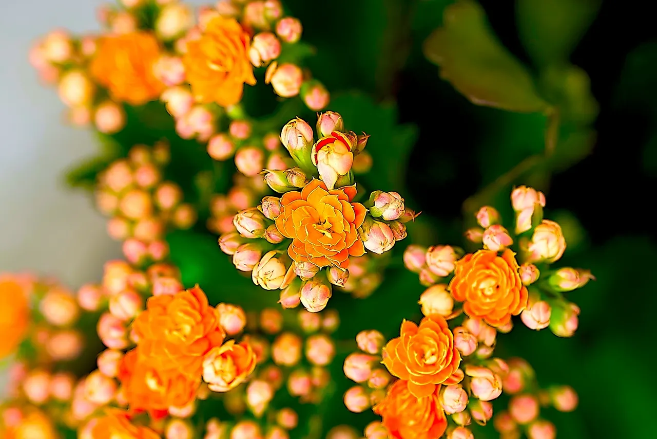 The ‘Miracle Leaf’ Medicinal Houseplants