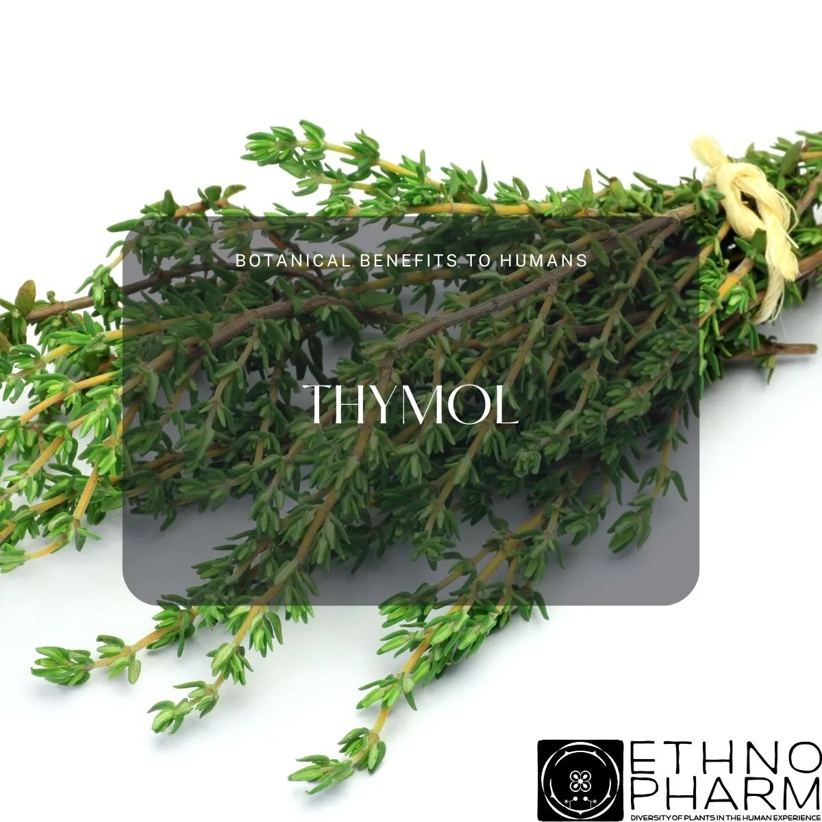 Thymol- Important Bioactive From Plants!