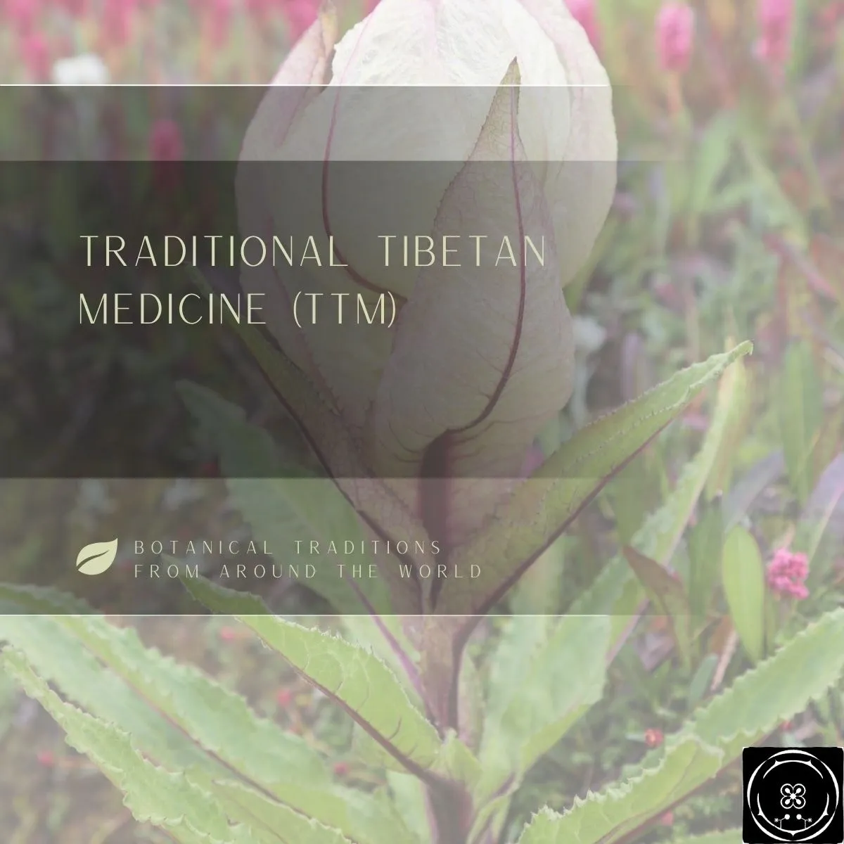 Traditional Tibetan Medicine (aka TTM, Sowa-Rigpa)