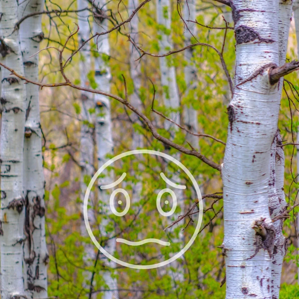 Trees of Trembling Discomforts