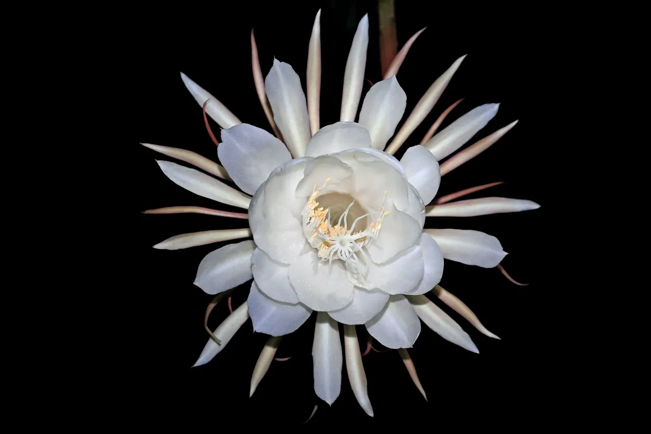 Worship This Flower