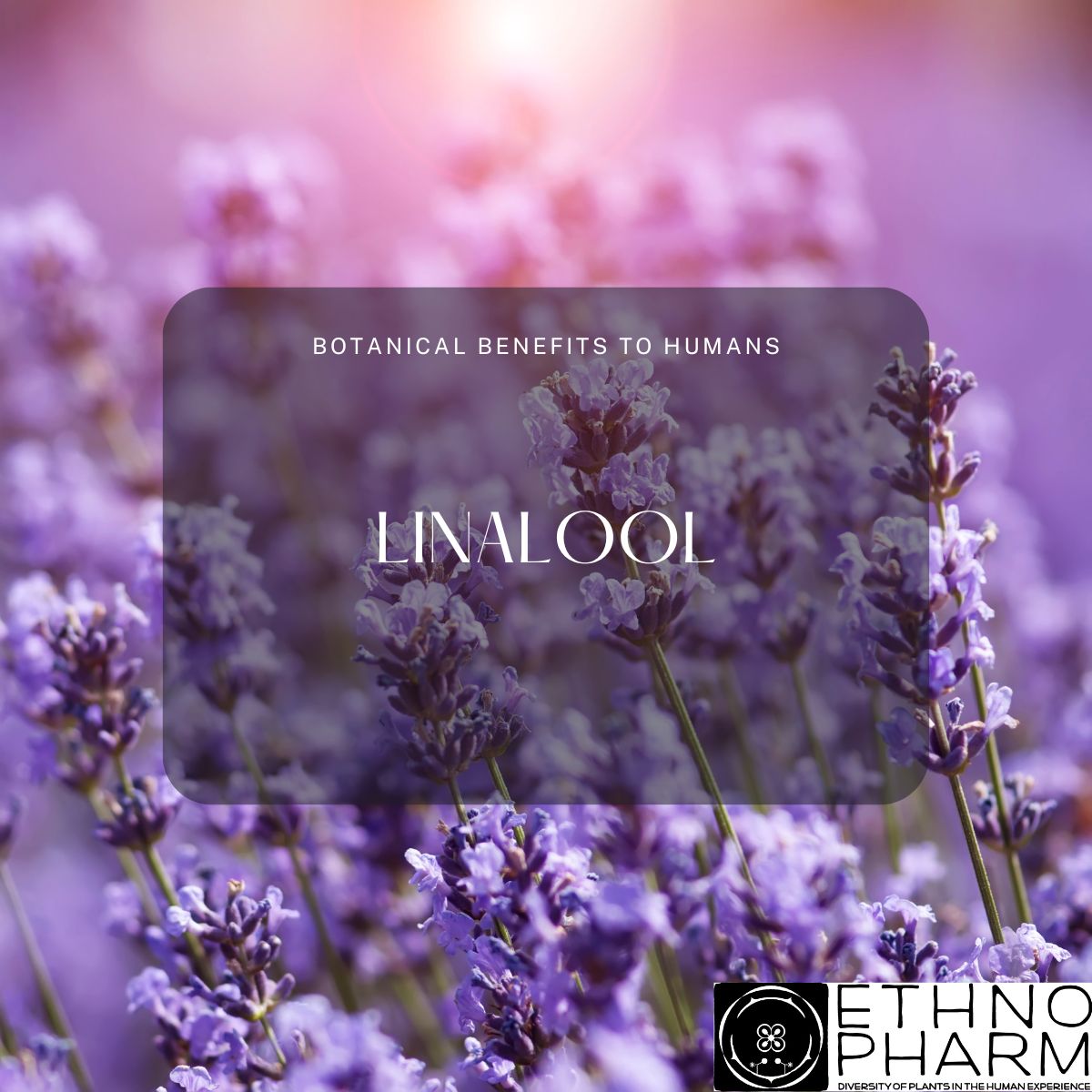 Linalool, Bioactive