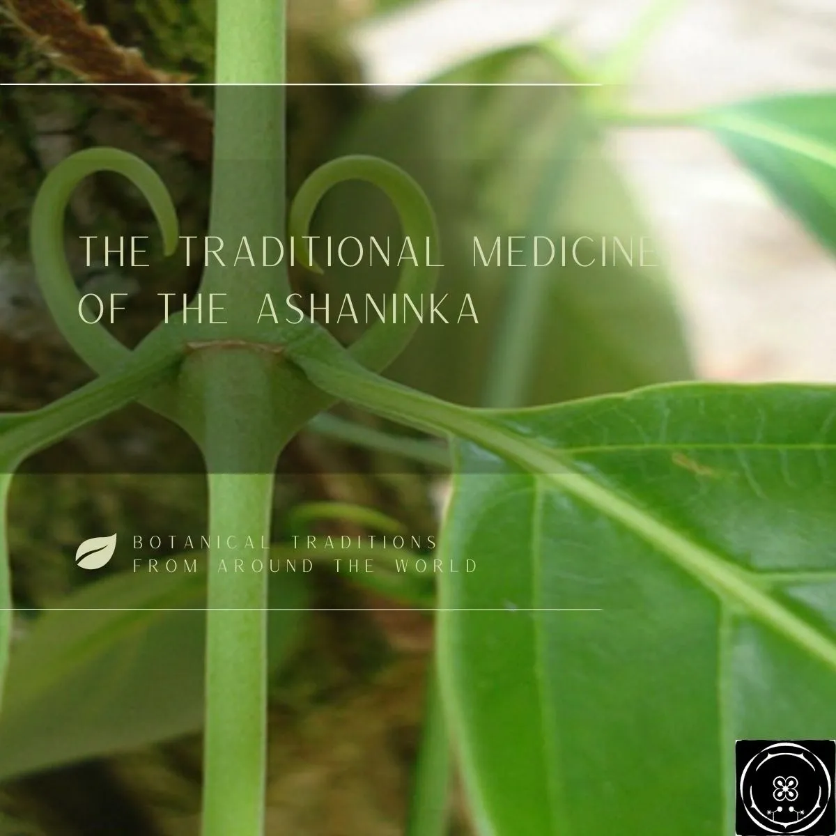 Traditional Medicine of the Ashaninka